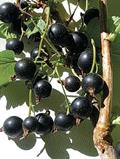 انگور فرنگی